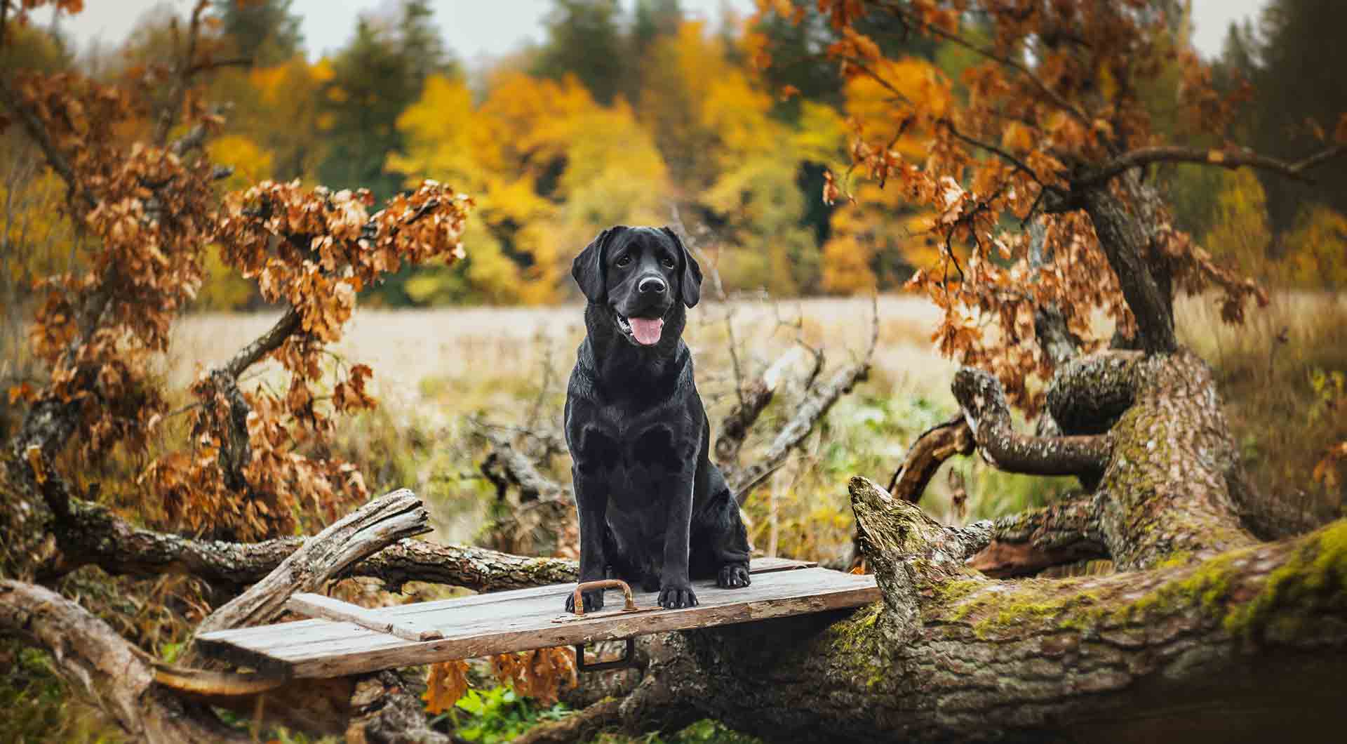 A black dog sitting on a wooden plank amid fallen branches in an autumn forest with orange foliage