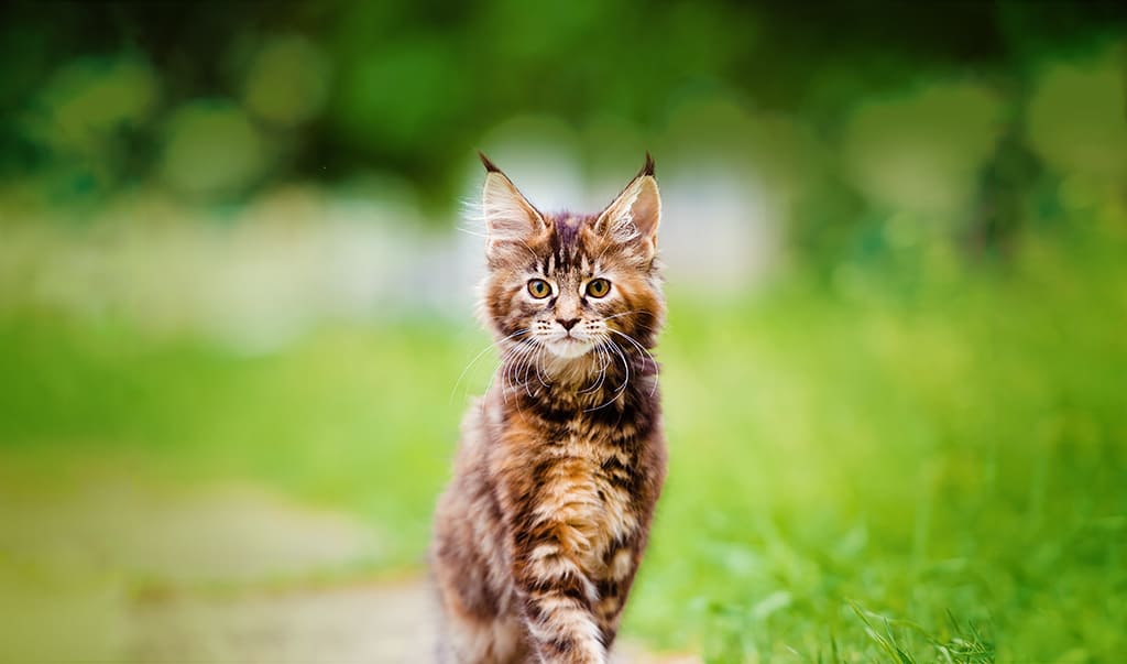 A young tabby kitten standing on a path looking at camera with green blurred background