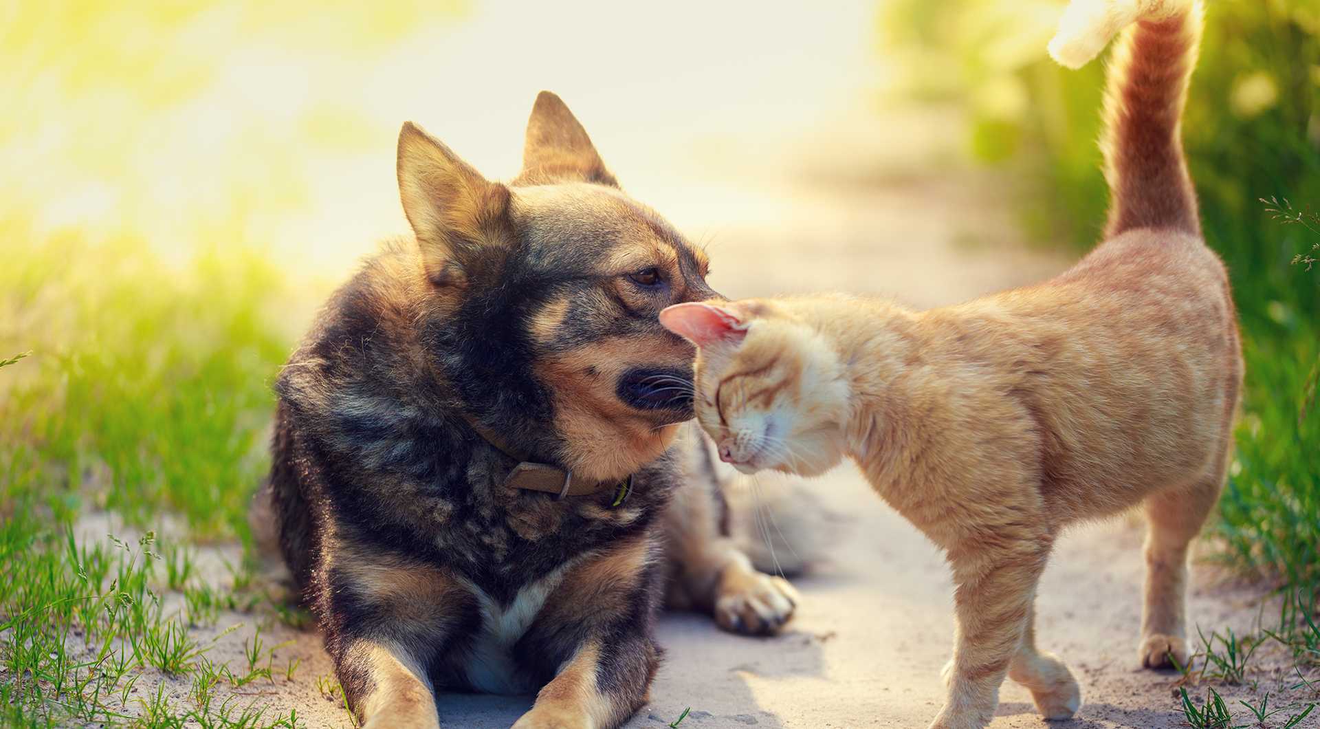 A dog lying down and a cat touching noses on a sandy path with green grass, warm sunlit mood